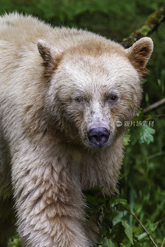 柯莫德熊(Ursus americanus kermodei)，也被称为“白灵熊”或“鬼熊”，是生活在不列颠哥伦比亚省中部海岸的美国黑熊的一个亚种。